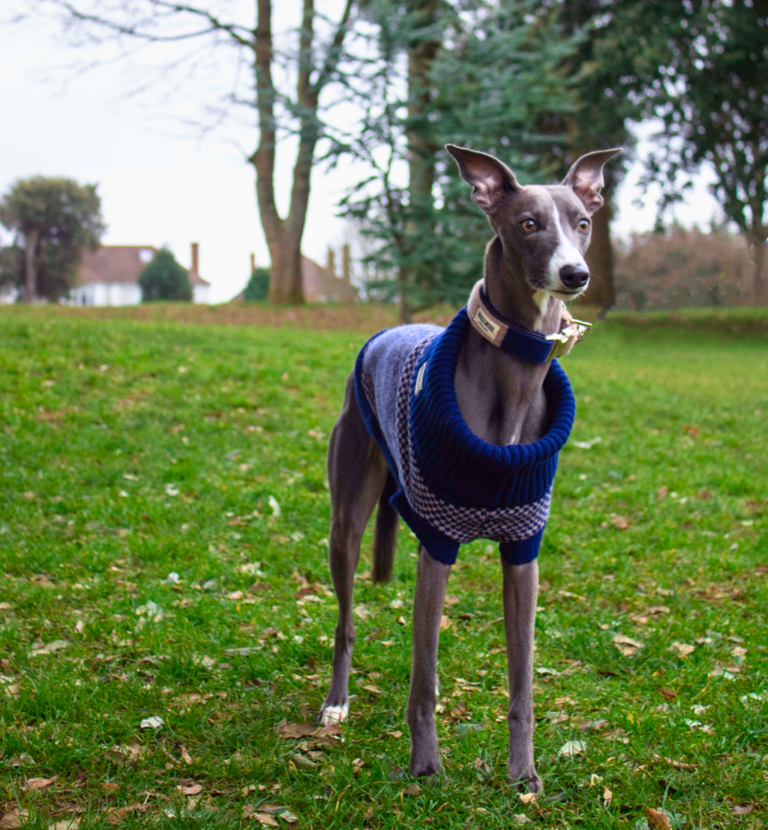 navy whippet jumper