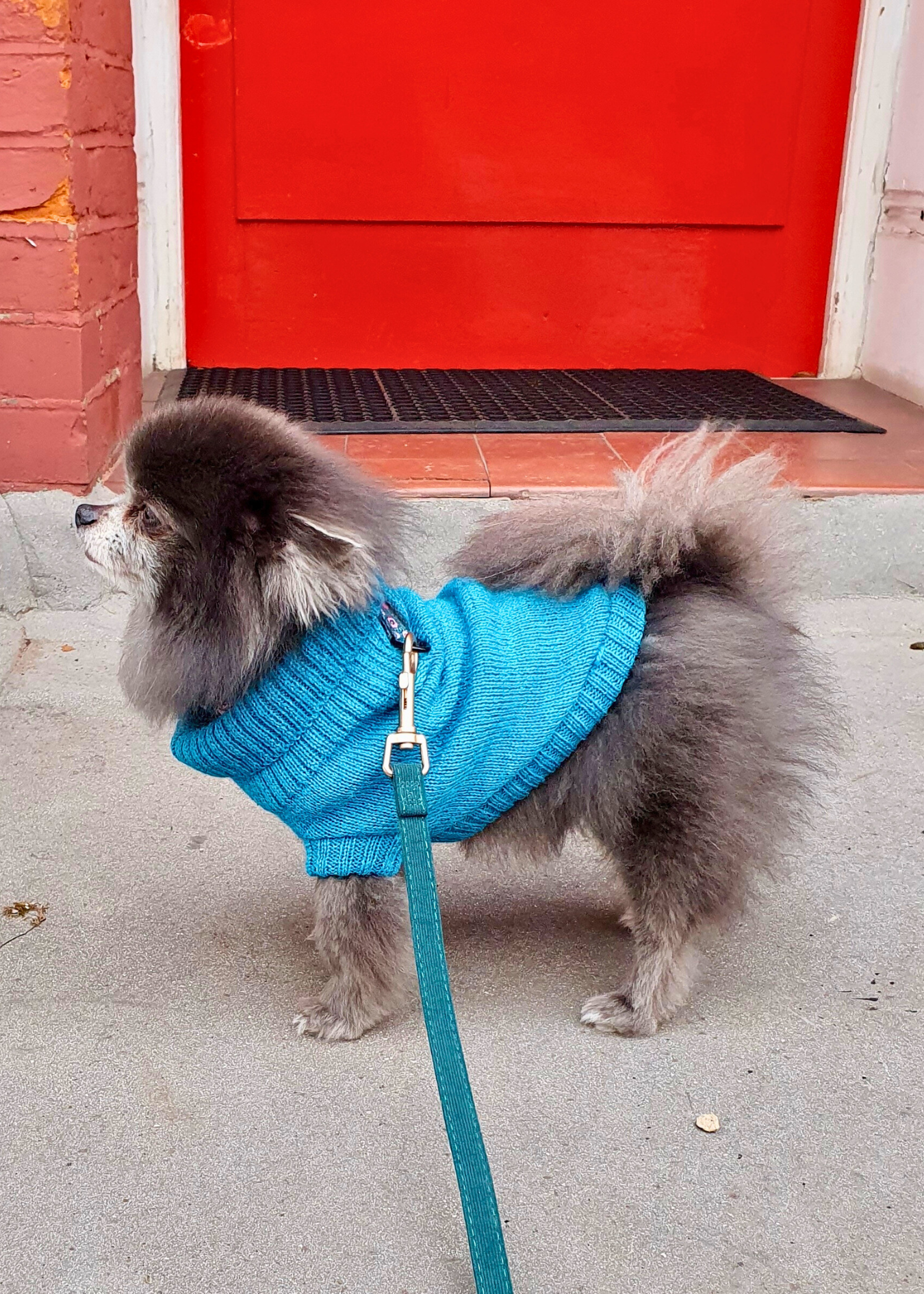 Pomeranian wearing a cerulean blue dog jumper