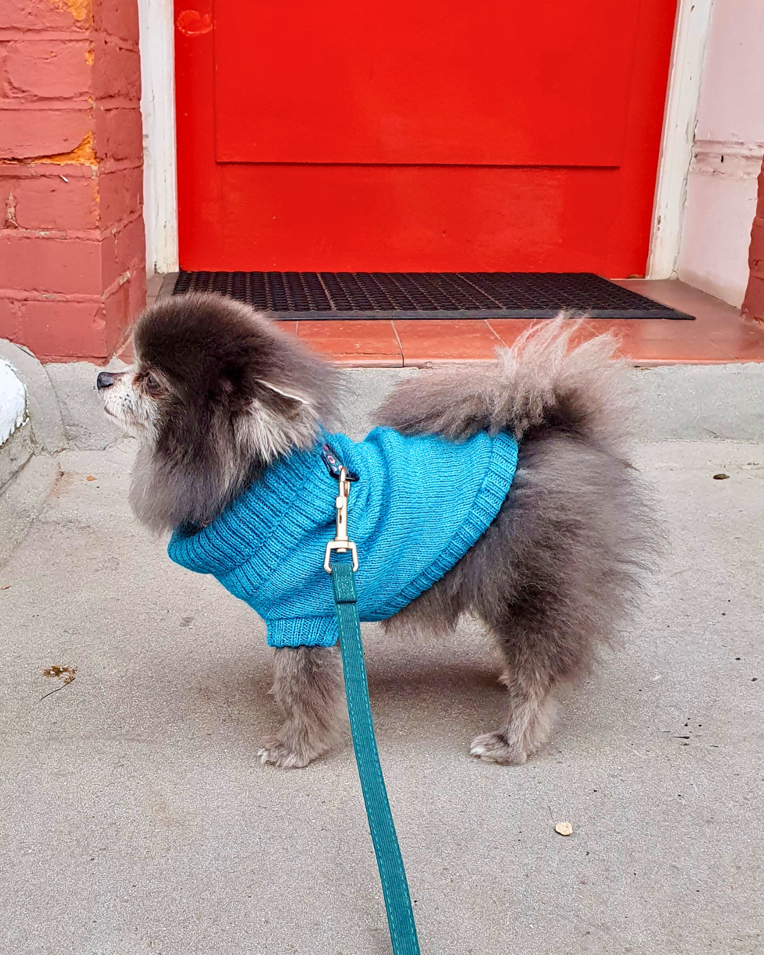 Pomeranian wearing a cerulean blue dog jumper