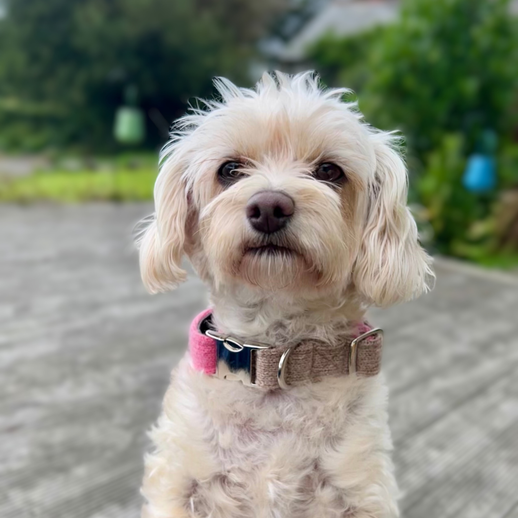 Posh dog collar online