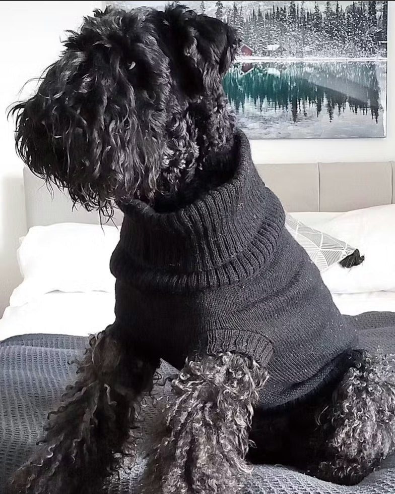 terrier wearing a dog jumper 