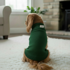 Dog wearing a green sweater sitting on a carpeted floor in a living room.