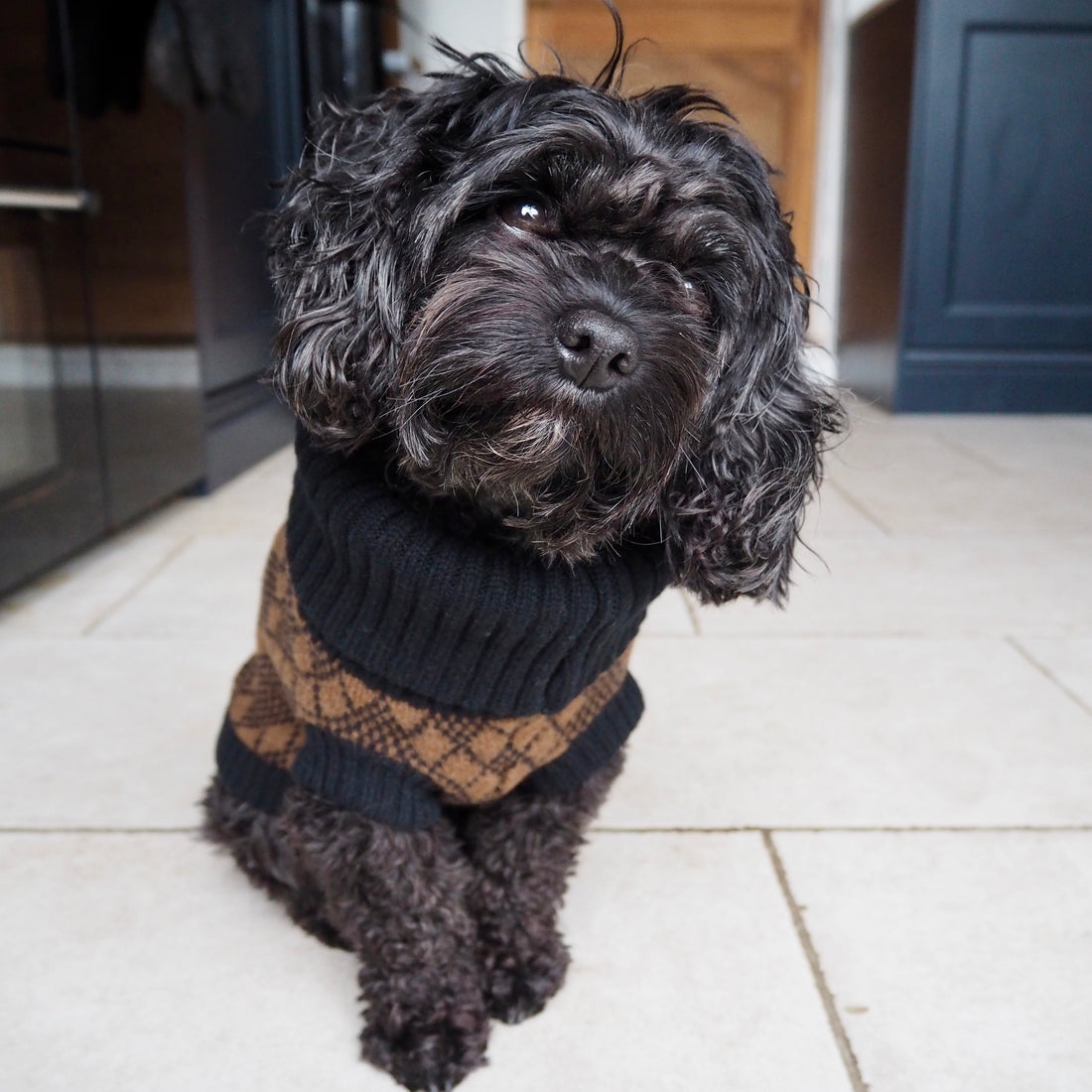 black cavapoo in a black and brown knitted jumper