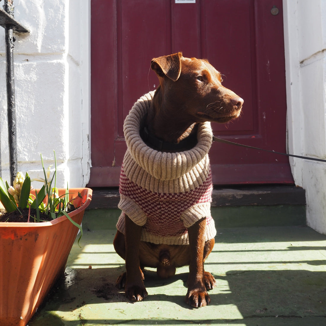 dog in a burgundy knitted dog jumper 
