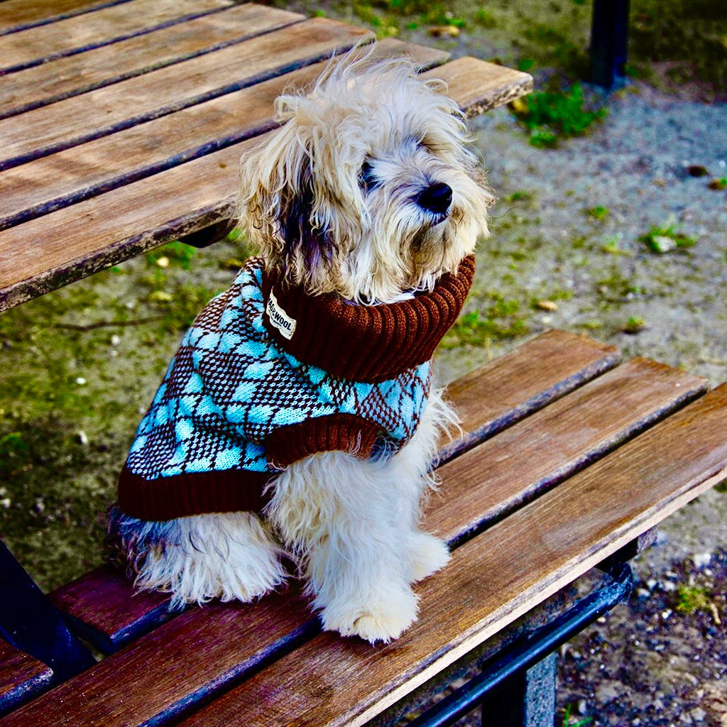 poodle in a brown and turquoise jumper 