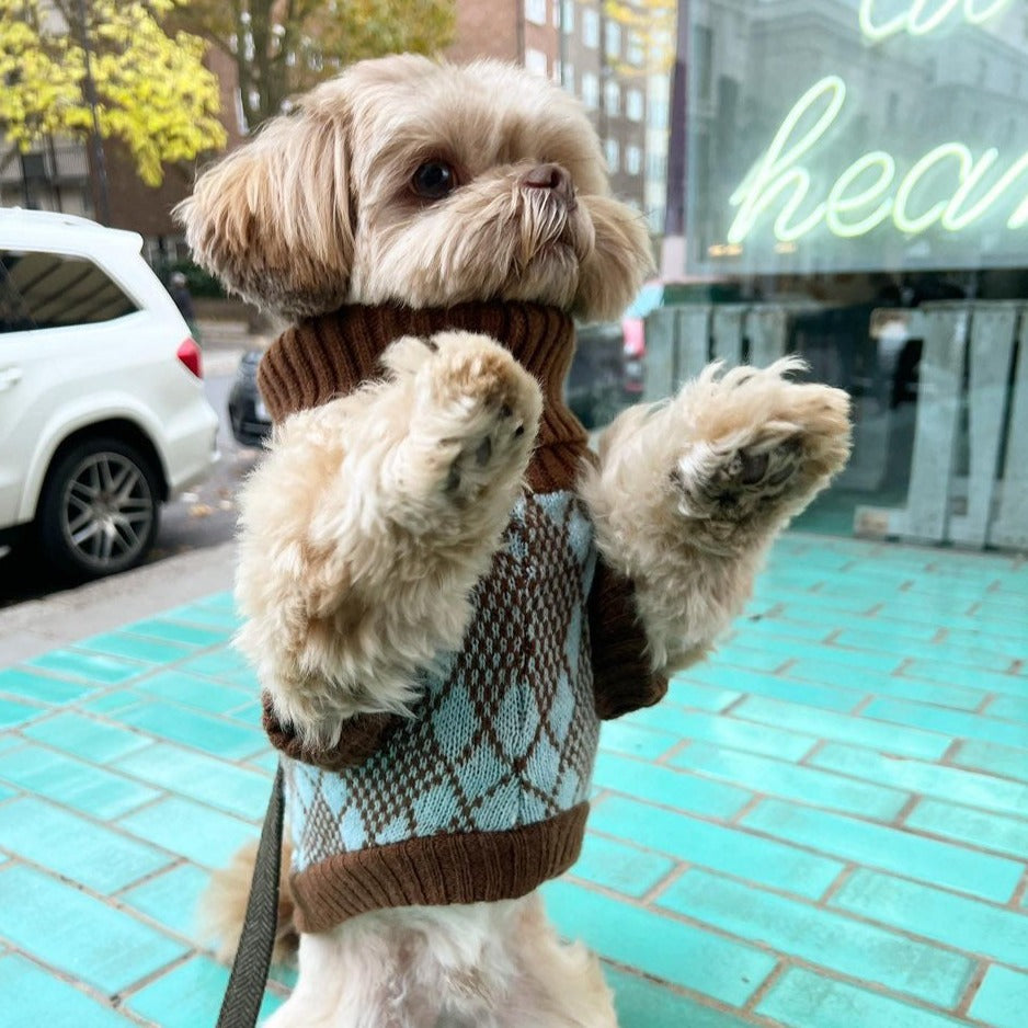 shitzu in a turquoise and brown dog jumper 