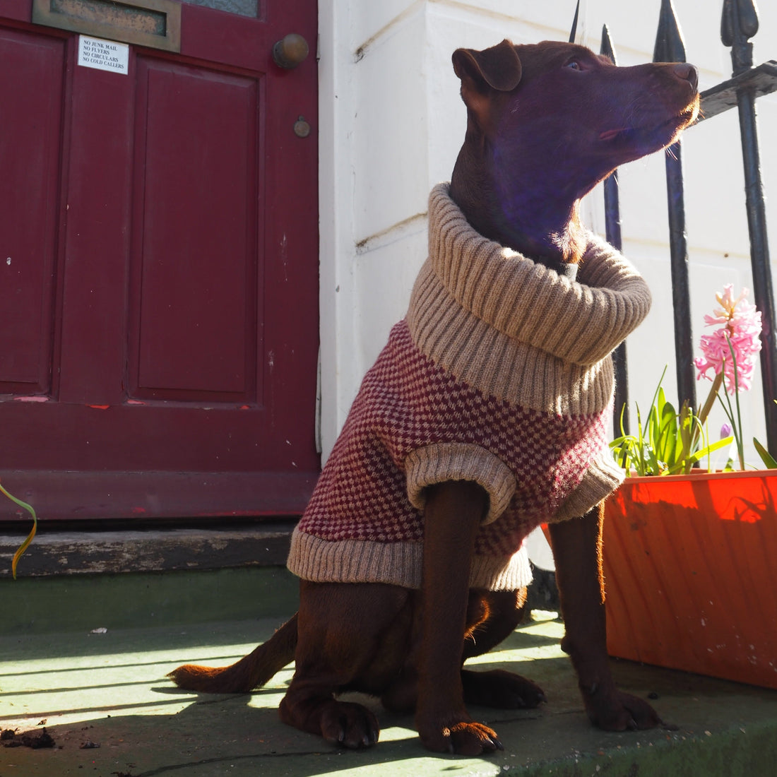 dog in a knitted jumper