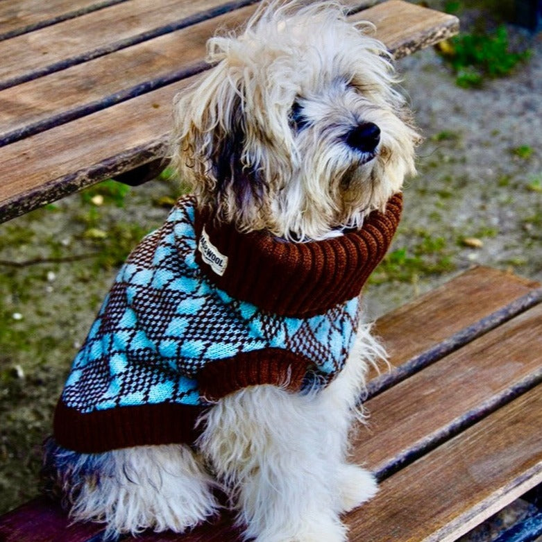 fluffy dog in a turquoise and brown dog jumper 