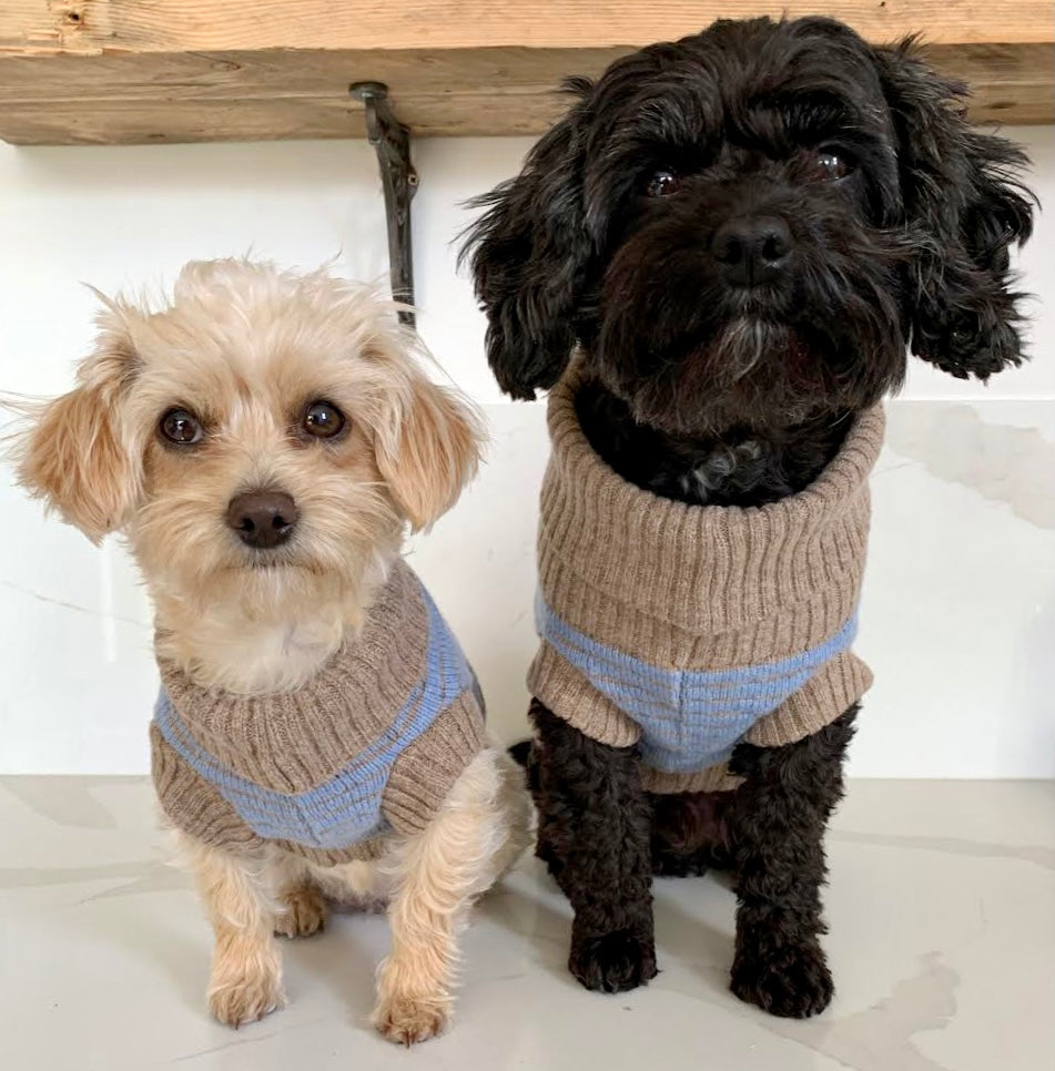 2 dogs in matching blue jumpers 