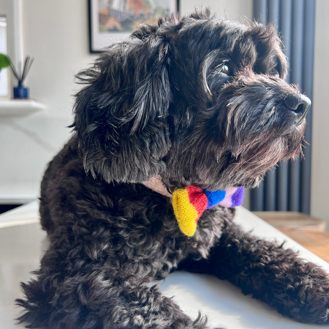 Rainbow dog bow on a black dog sitting down