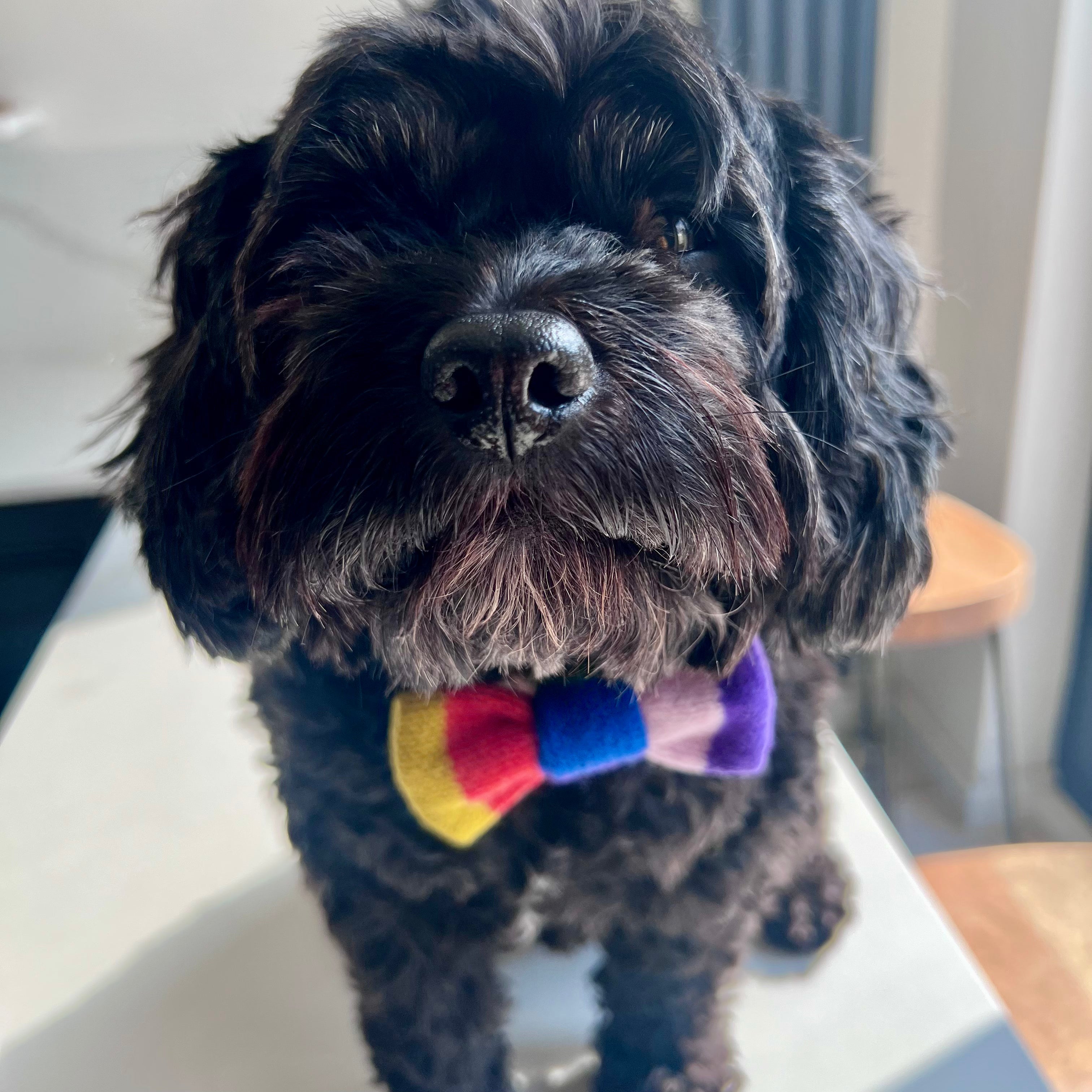 Rainbow dog bow tie online