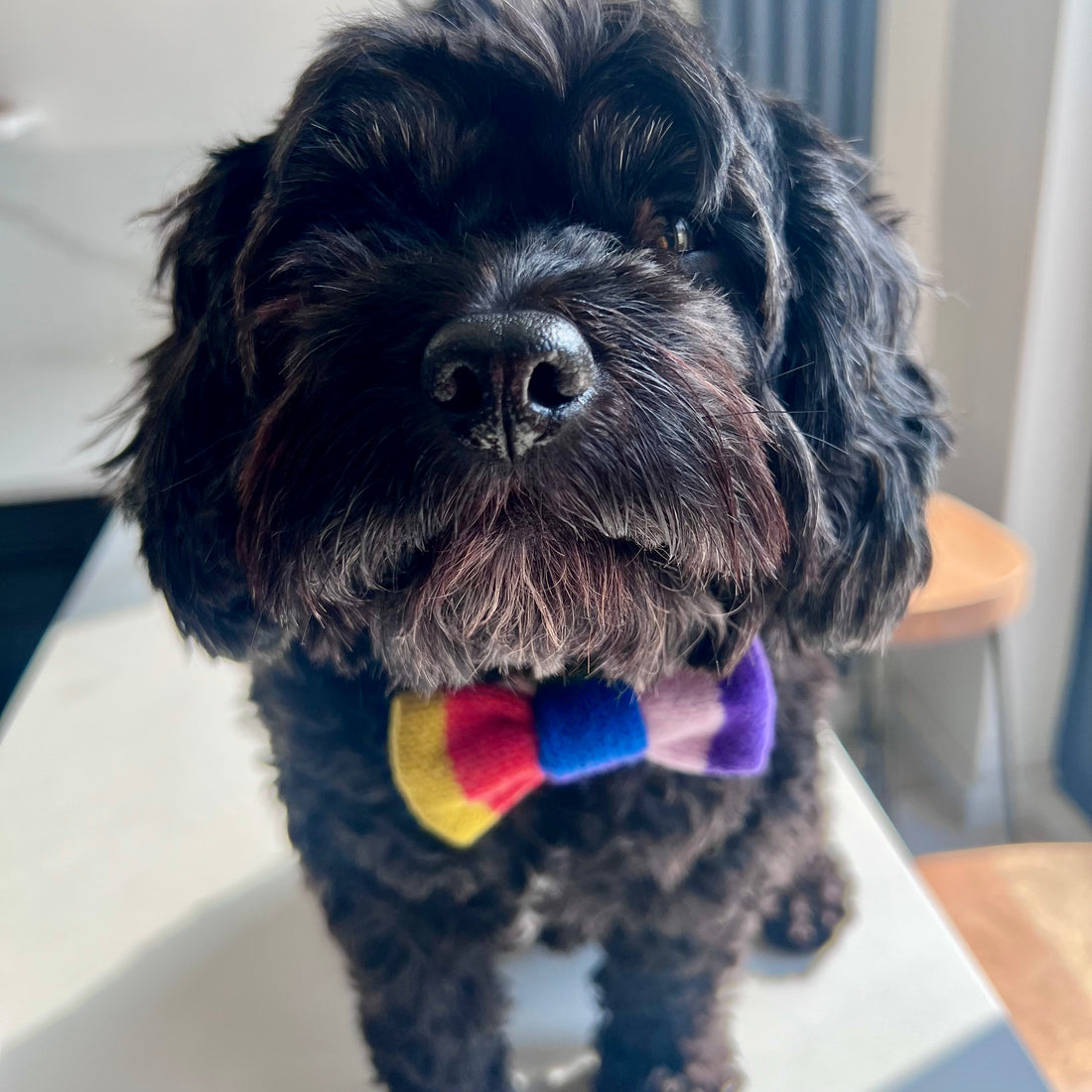 Rainbow dog bow on a black dog