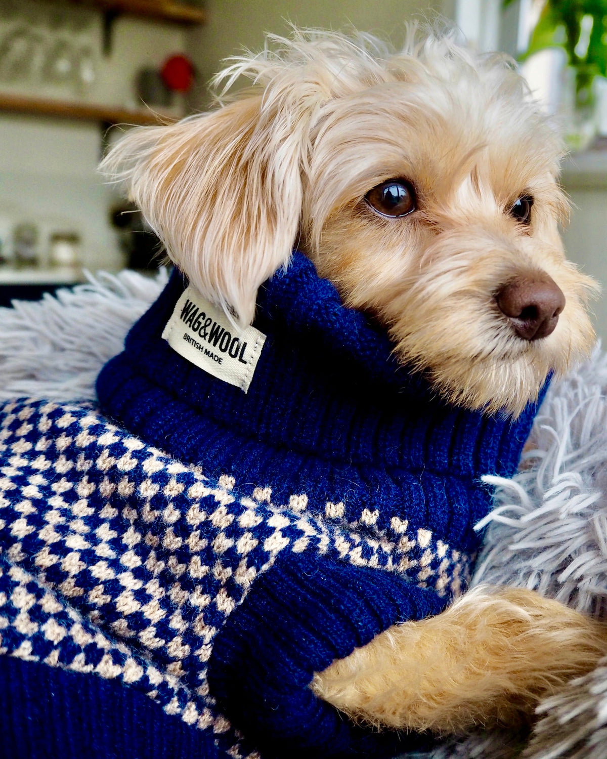 chipoo in a navy dog jumper 