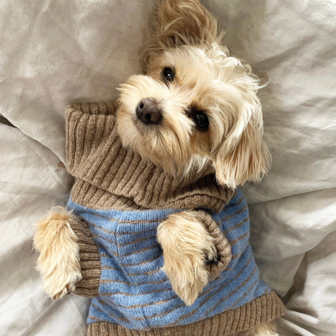 stripe puppy jumper on a puppy