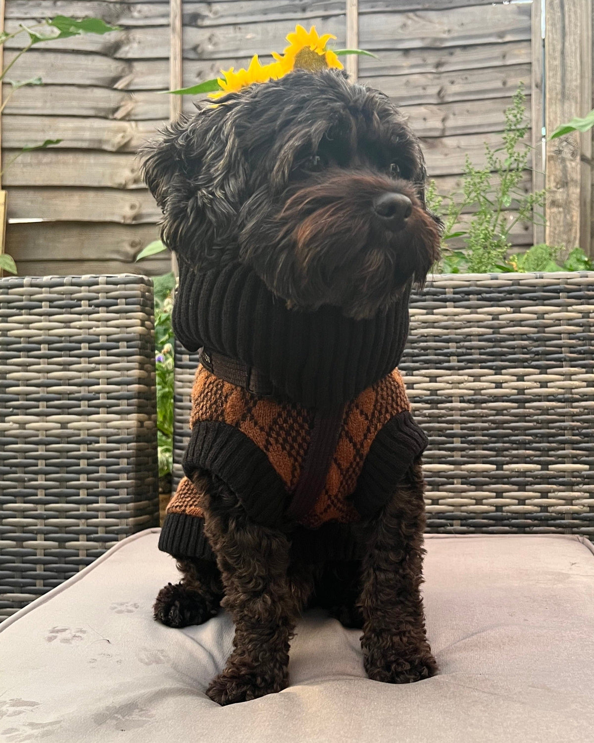 small black dog in a black and brown knitted dog jumper