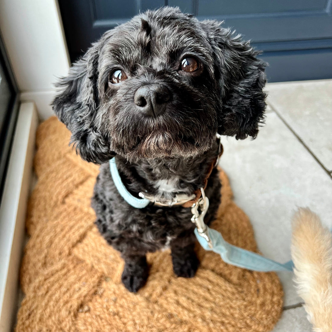 small dog in a turquoise and brown dog collar and lead set