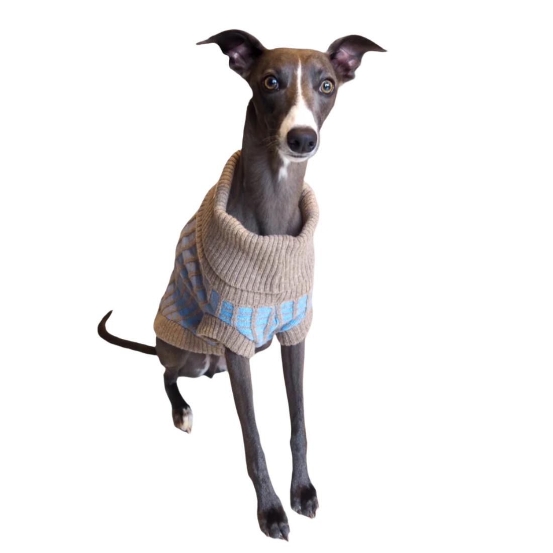 light blue dog jumper 