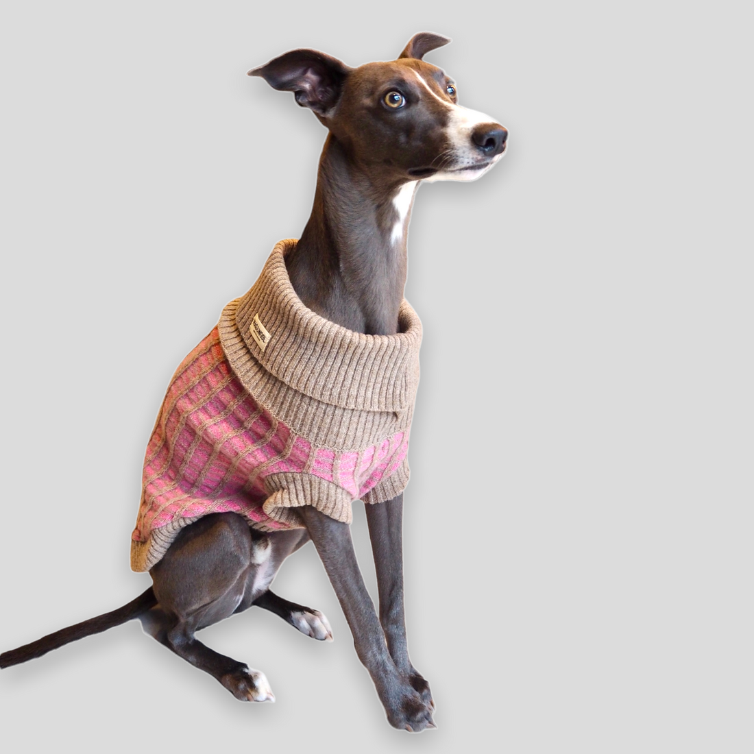whippet in a pink dog jumper 