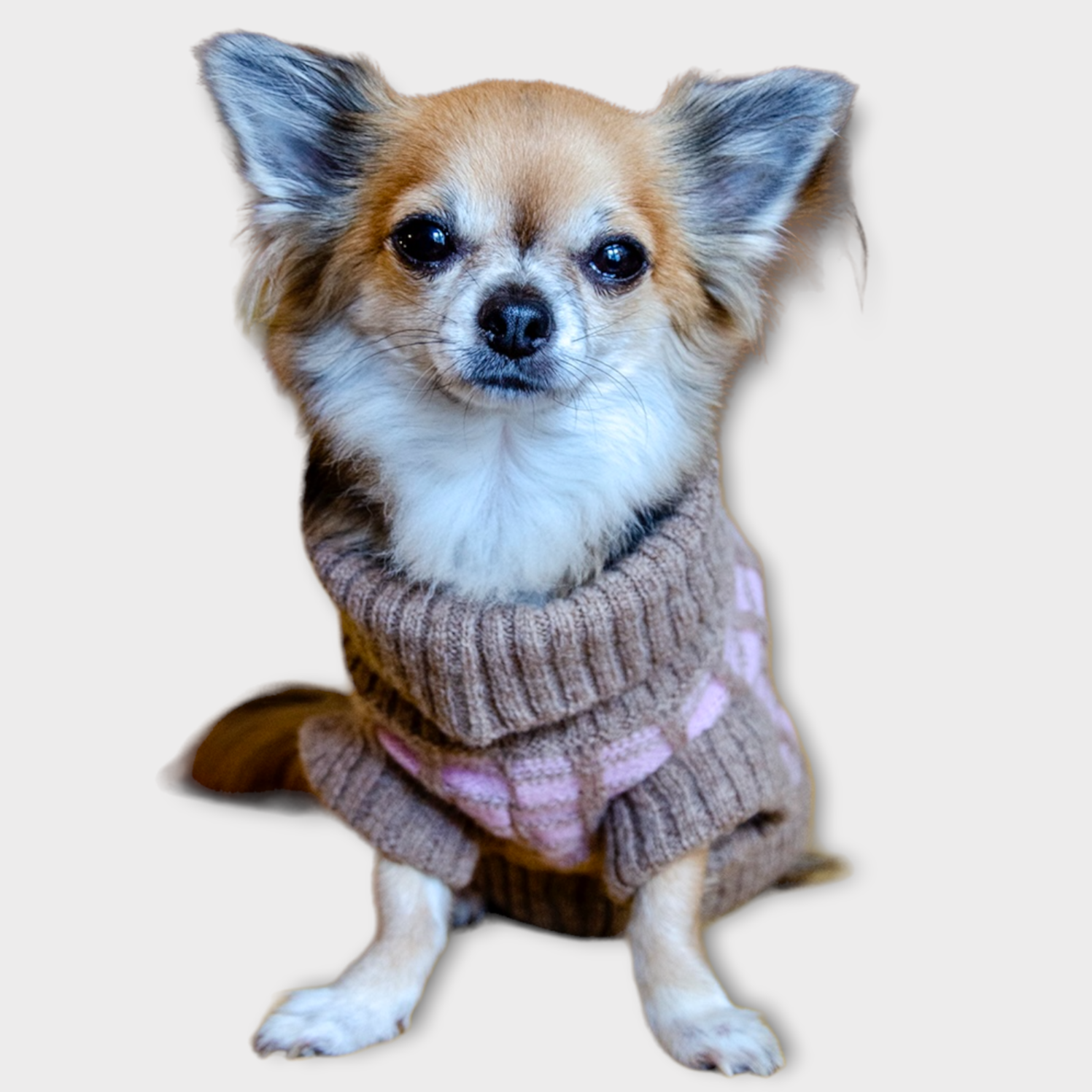 pink puppy jumper 
