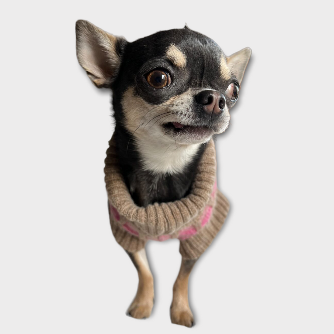 Chihuahua in a pink jumper 