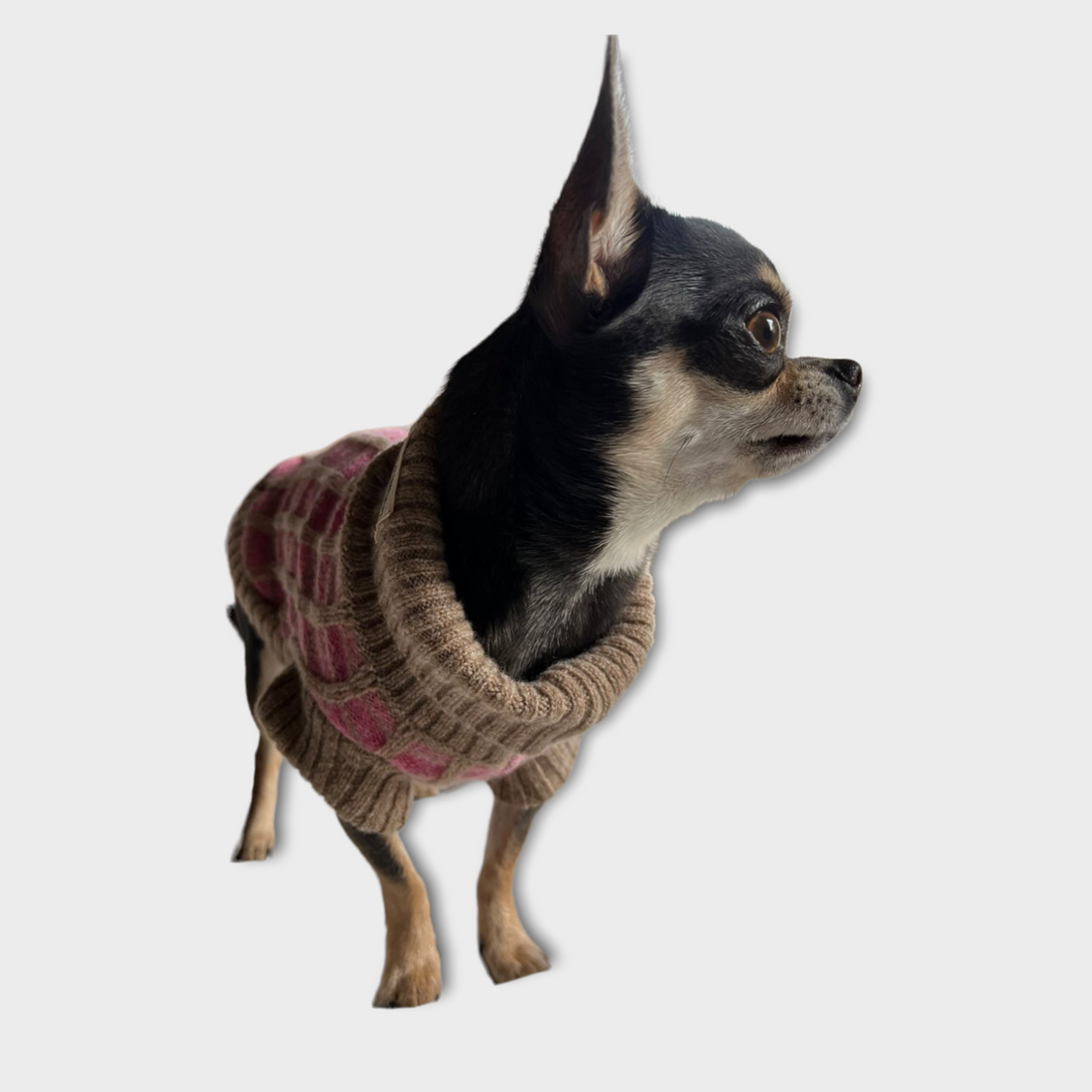 side view of chihuahua in pink jumper 