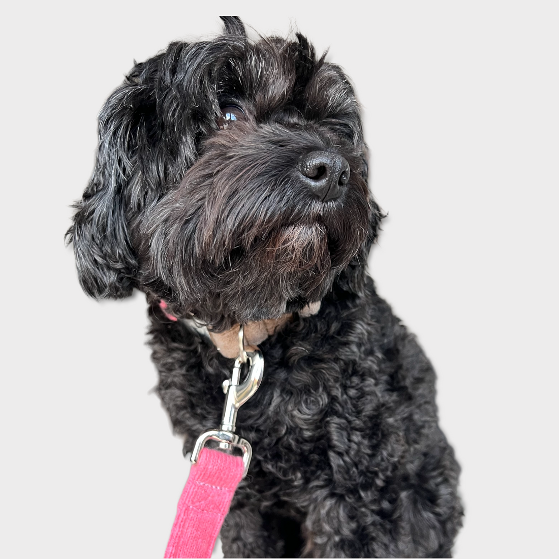 black dog in a pink lead and collar set 