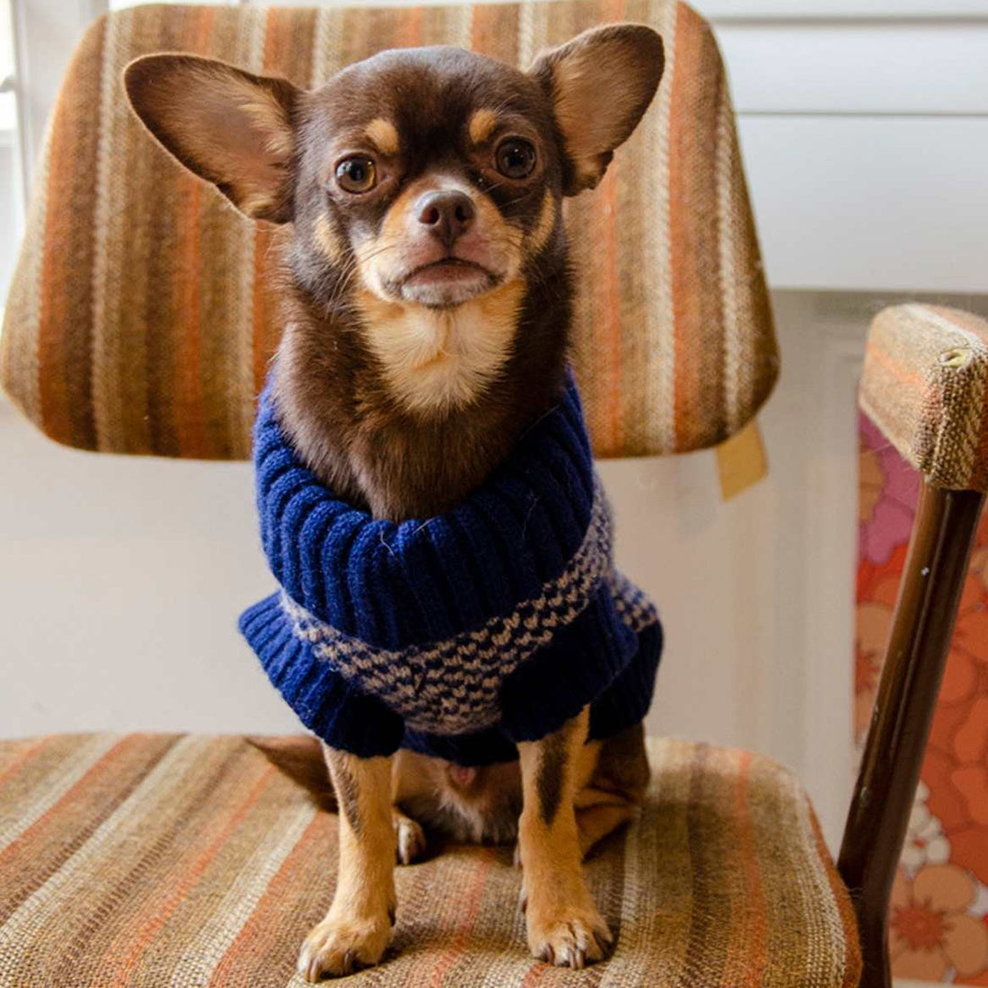 navy dog jumper on a chihuahua