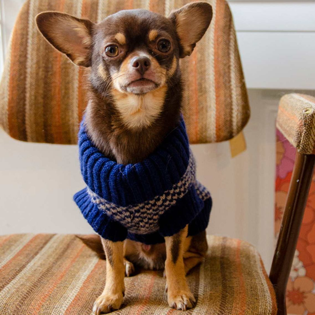 Chihuahua in a navy jumper  