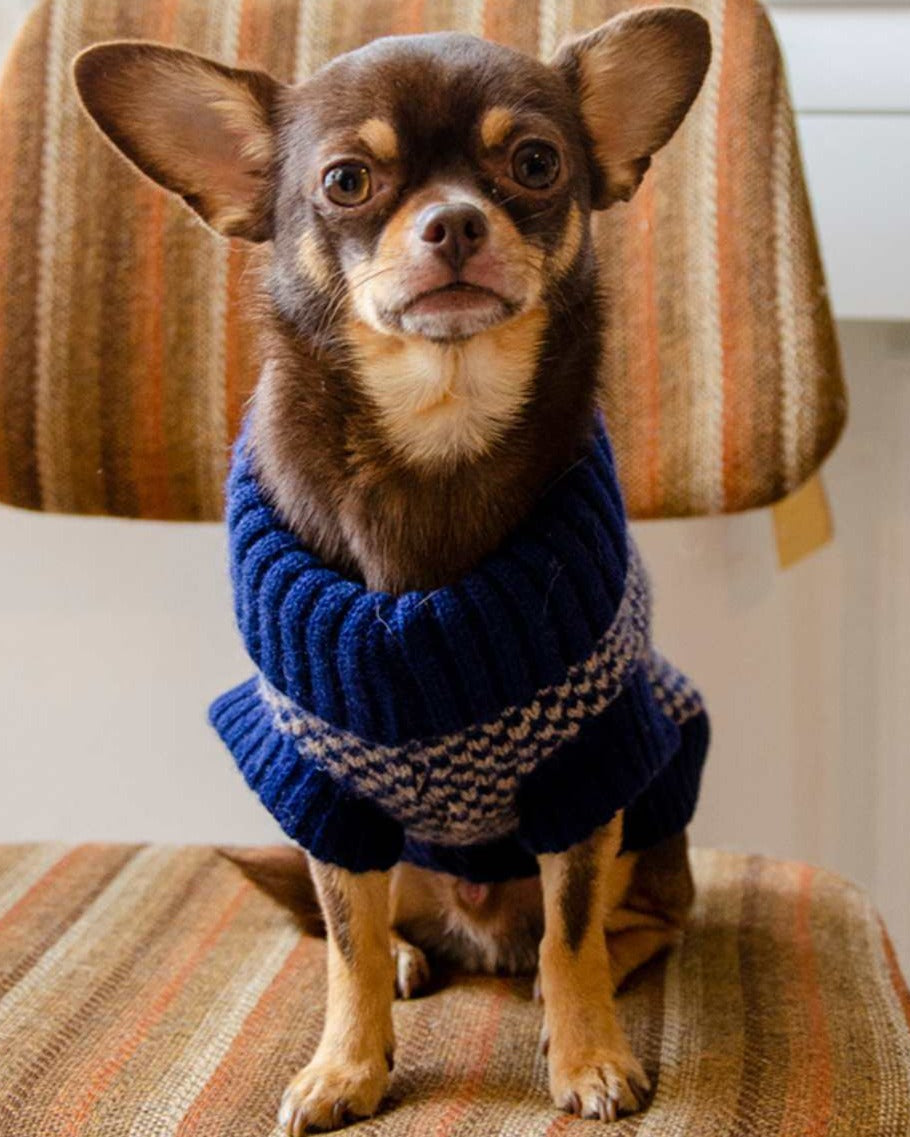 Chihuahua in a navy jumper  