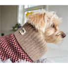 chipoo in a puppy jumper 