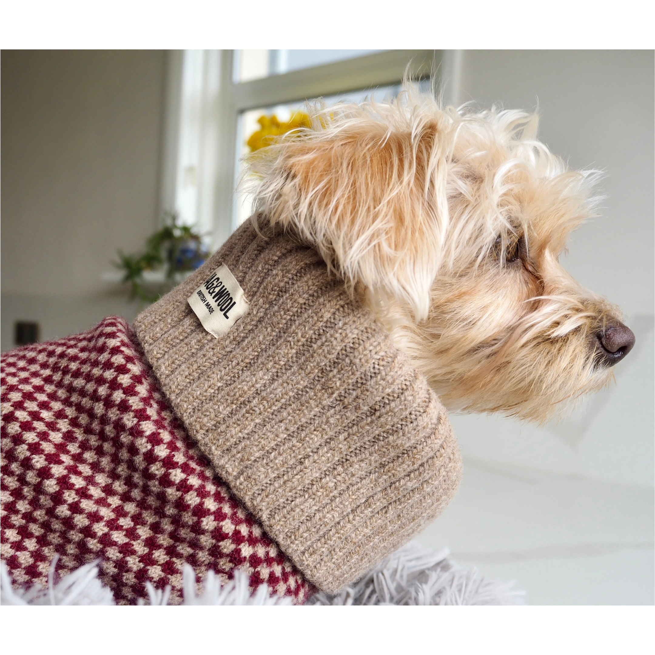 chipoo in a puppy jumper 