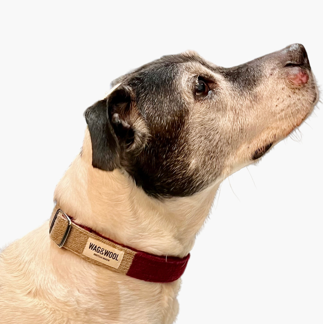 staffy in a dog collar