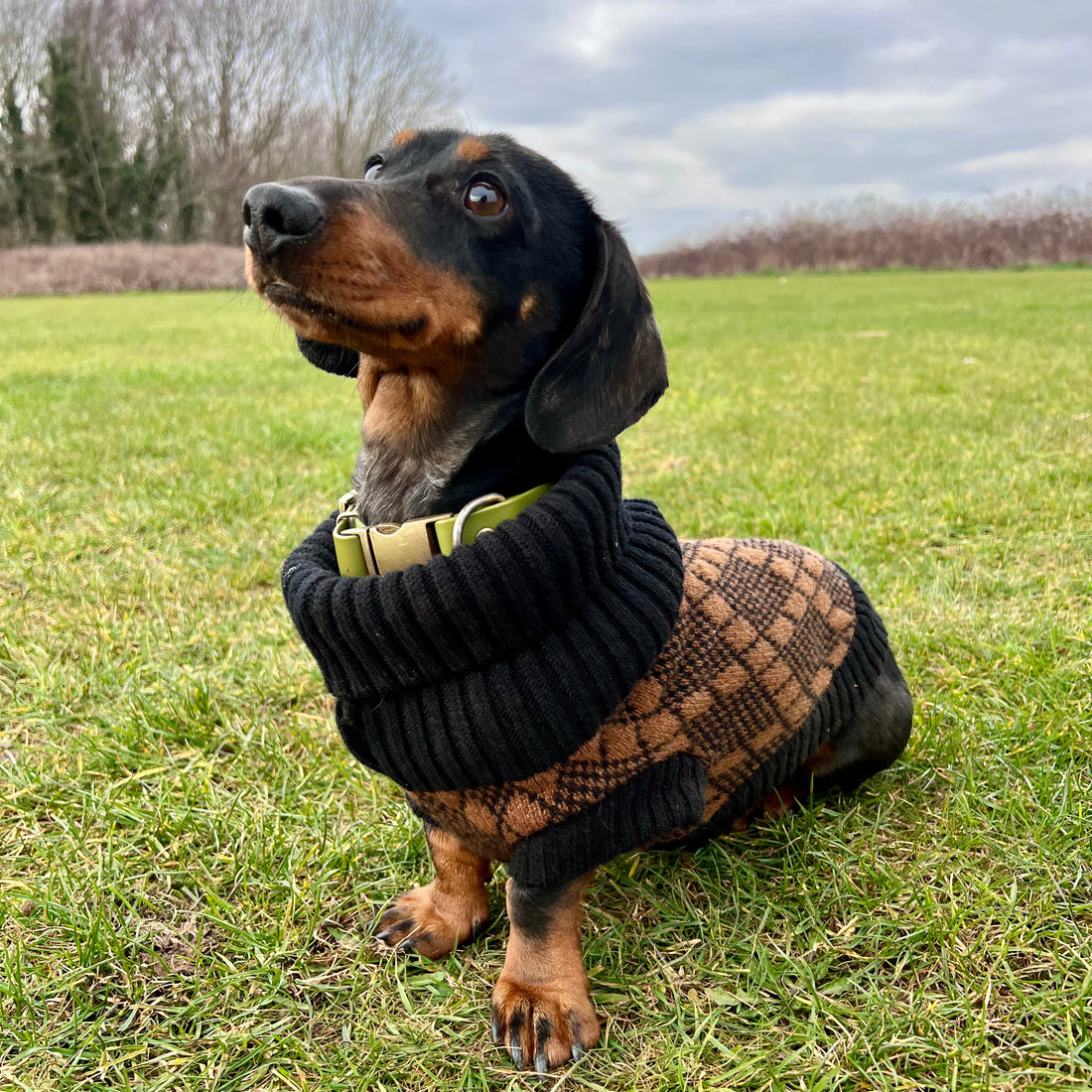 black and brown argyle dog jumper on a daschund