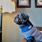 black dog in a navy jumper 