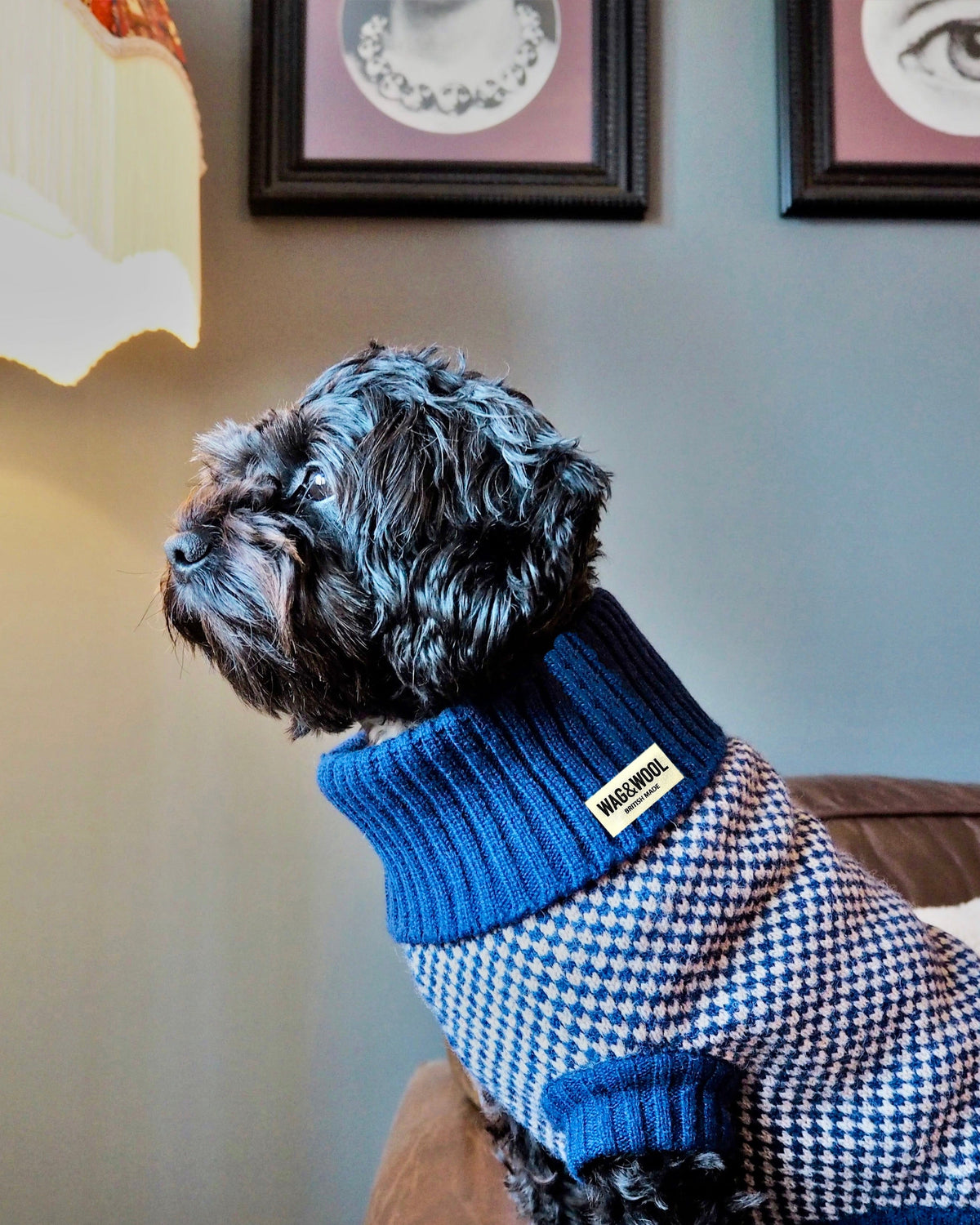 black dog in a navy jumper 
