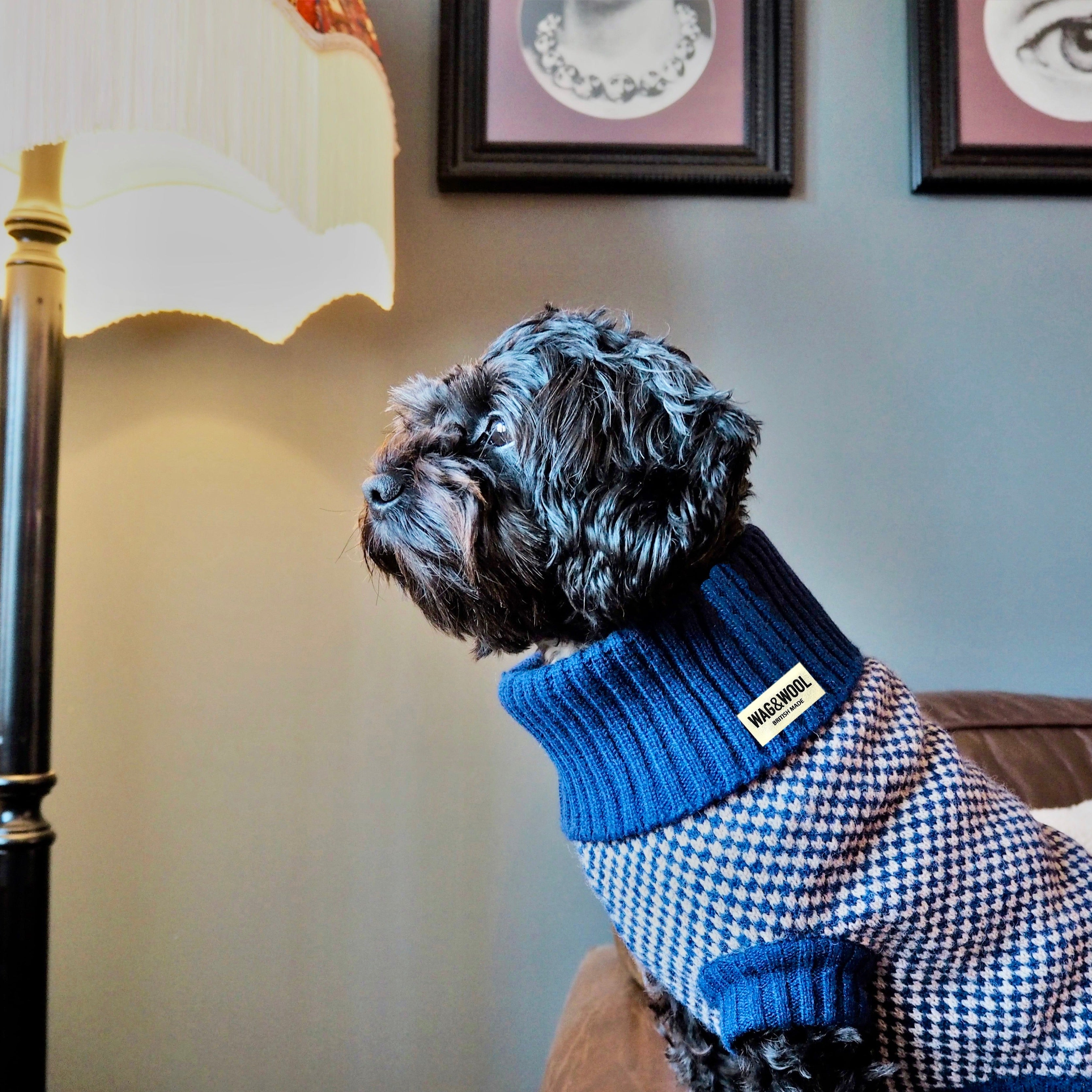 black dog in a navy jumper 