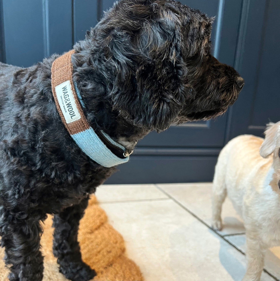 small black dog in a Turquoise and Brown Dog Collar